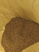 Pszenżyto 25kg z małego gospodarstwa dla drobiu 