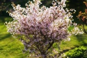 Wiśnia wczesna KOJOU-NO-MAI 40-50cm prunus incisa 