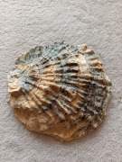 Muszla ostryga Muszla ostryga 