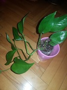 Epipremnum pinatum pinnatum marble