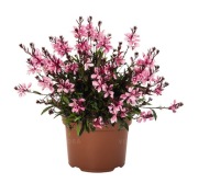 Gaura Graceful Pink -duże sadzonki C1,5