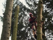 Wycinka drzew Poznań, Grunwald, Baranowo, Wilda