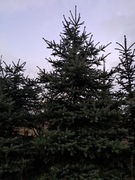 Choinki jodłowe srebrne