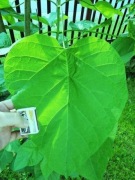 Surmia Katalpa CATALPA sadzonka 1,2 m kwiaty!!