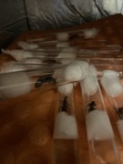 Camponotus Cruentatus samotna królowa