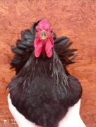 Kogut wyandotte miniatura