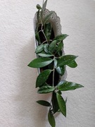 HOJA CARNOSA (roślina doniczkowa kwitnąca)