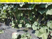 Winorośl, winogrona- 3 sadzonki gołokorzeniowe – pakiet  – paszport roślin 