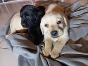 Labrador retriever szczenięta z rodowodem 