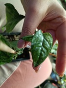 epipremnum sulawesi