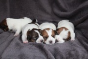 Jack Russell Terrier-hodowla FCI ZKwP odz.Chojnice