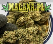 Susz konopny Amnezja 20% CBD outdoor 250g