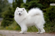 Samoyed Samojed FCI kilkanaście lat doświadczenia, raty 