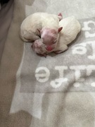 Szpic miniaturowy pomeranian dziewczynka