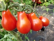 Pomidor Syberyjska Gruszka 