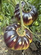 Mar Azul pomidor Indygo nasiona