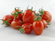 Pomidor Nicoleta F1 - Nasiona Holenderskie