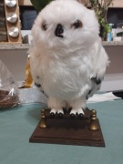 Przytulna sowa Harry'ego Pottera Hedwiga interaktywna