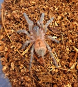 Neischnocolus mecana (ex. Ami sp. Panama) 2cm