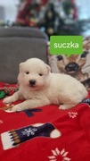 Samoyed / szczeniaki samoyedów / suczki i pieski