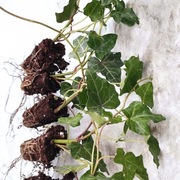 Sadzonki bluszczu Hedera Helix pnącze zimozielone 