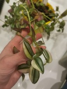 Trzykrotka Quadricolor