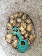 Ziemniaki młode eko odmiana Lilly ekologiczne 