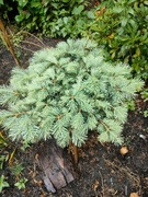 Abies concolor Piggelme Jodła kalifornijska Niebieskie Igły 