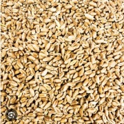 PSZENICA ZIARNO 25kg zbiór 2024r , karma dla gołębi , kur, kaczek ,,Axim''