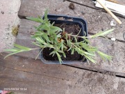 Rogownica kutnerowata 10 sadzonek 