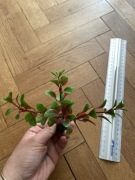 Sztuczna roślinka roślina akwariowa