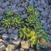 Skalnica / Saxifraga Cicero