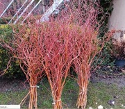 Gałązki do dekoracji