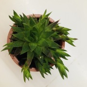 Piękna duża haworthia z mnóstwem odnóżek !!!