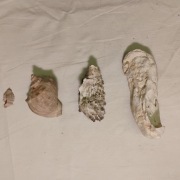 Zestaw 4 naturalnych muszli morskich – surowe, kolekcjonerskie, dekoracyjne