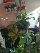 Hoya carnosa ’Tricolor’ - hoja tricolor (wisząca) 