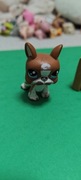 Littlest pet shop Boston terrier #118