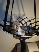 Hamak dla kota z zabawką