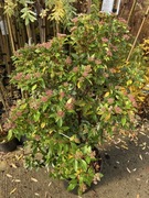 Kalina wawrzynowata kwitnąca od listopada do kwietnia 100 cm