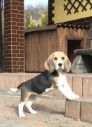 Beagle / Bigle - szczenię rodowodowe ZKwP / FCI - suczka