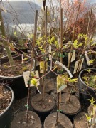 Dereń pagodowy VARIEGATA