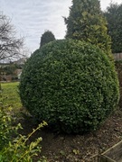 Bukszpan wieczniezielony