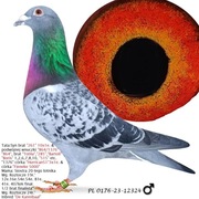 ***Top Prange x intel "De kannibaal" ***