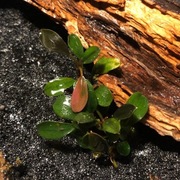 Bucephalandra sp. Deep Purple, emersyjna 4-8 cm, również bez CO2