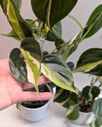 philodendron cream splash cięta sadzonka