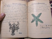 Zabytkowy zeszyt do biologii z 1948 z rycinami. UNIKAT!