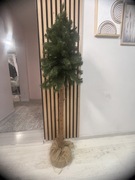 Choinka 140 cm na pniu Pień zielona