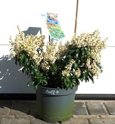 PIERIS JAPOŃSKI BONFIRE * CUDO