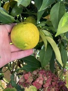 Yuzu Citrus Cytrus mrozoodporny