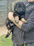 Owczarek Niemiecki Długowłosy ZKWP FCI 